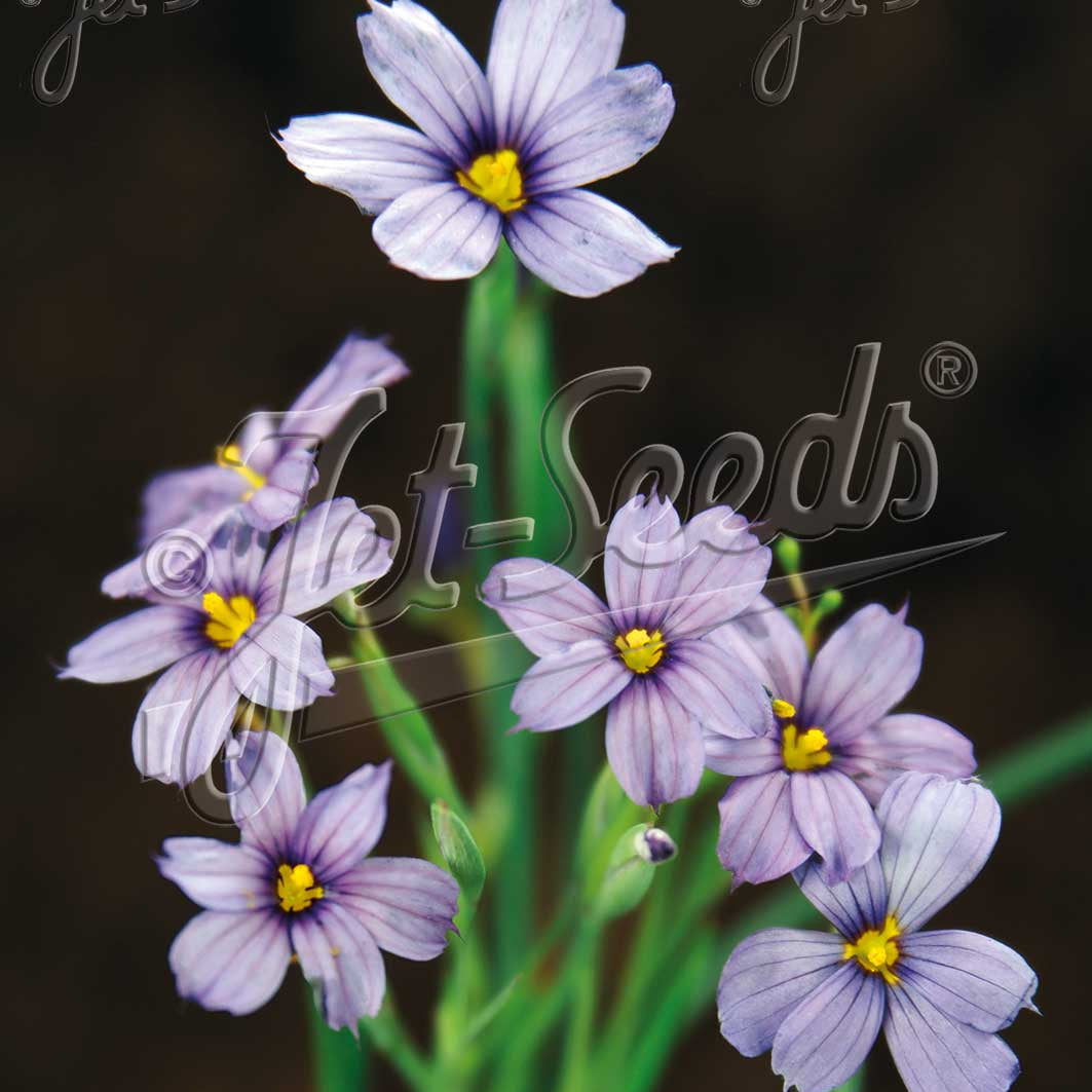 Sisyrinchium angustifolium 1Q