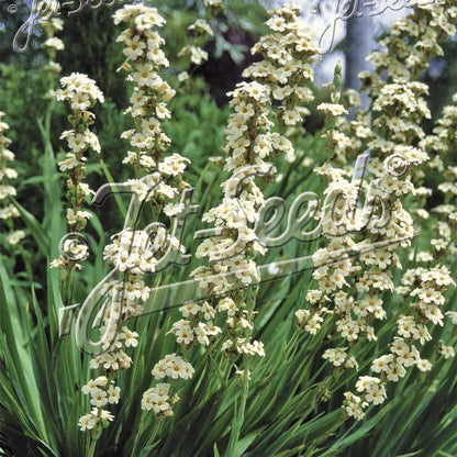 Sisyrinchium striatum 1Q