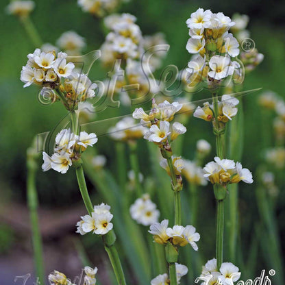 Sisyrinchium striatum 1Q