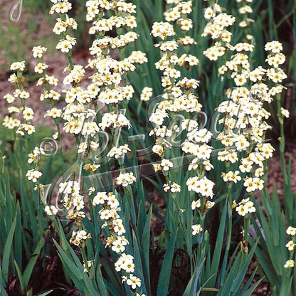 Sisyrinchium striatum 1Q
