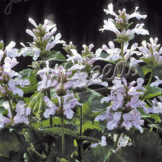 Stachys macrantha Morning Blush 1G