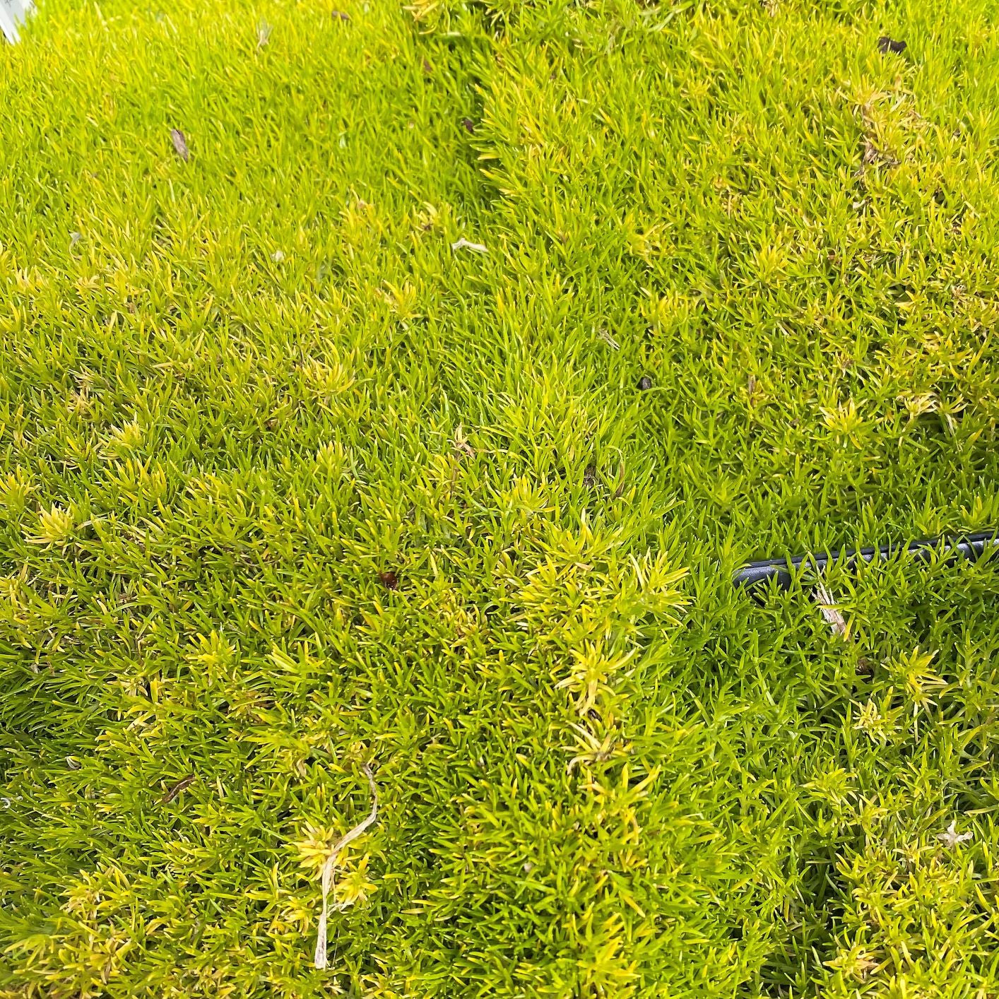 Sagina subulata Aurea 1Q