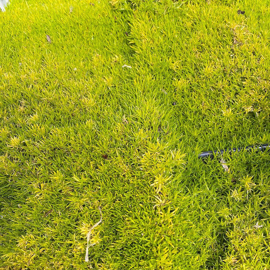 Sagina subulata Aurea 1Q