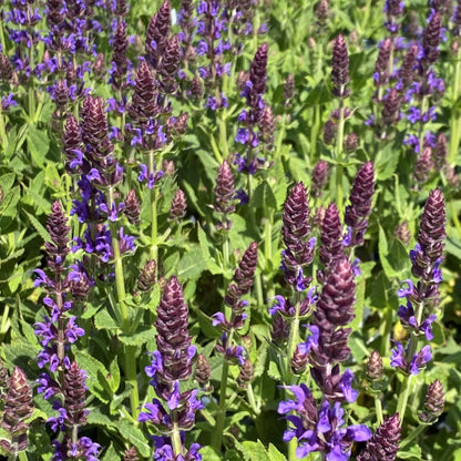 Salvia x nemorosa Color Spires Violet Riot 1G
