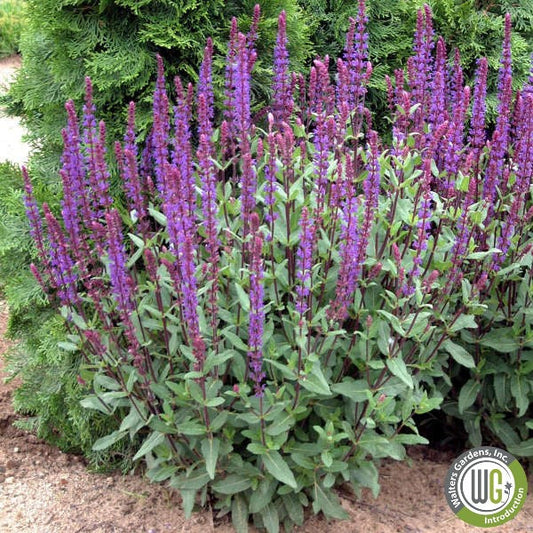 Salvia nemorosa Caradonna 1G