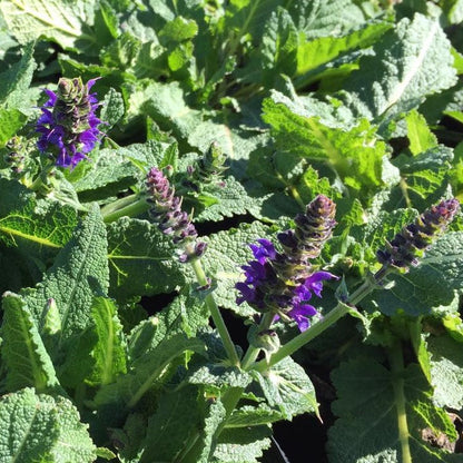 Salvia nemorosa May Night 1Q