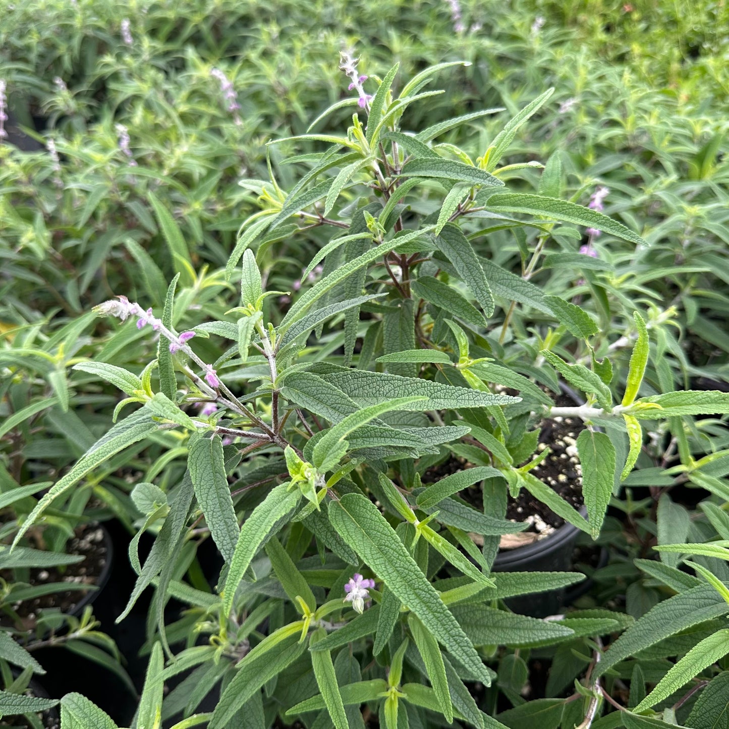 Salvia leucantha Santa Barbara 1G