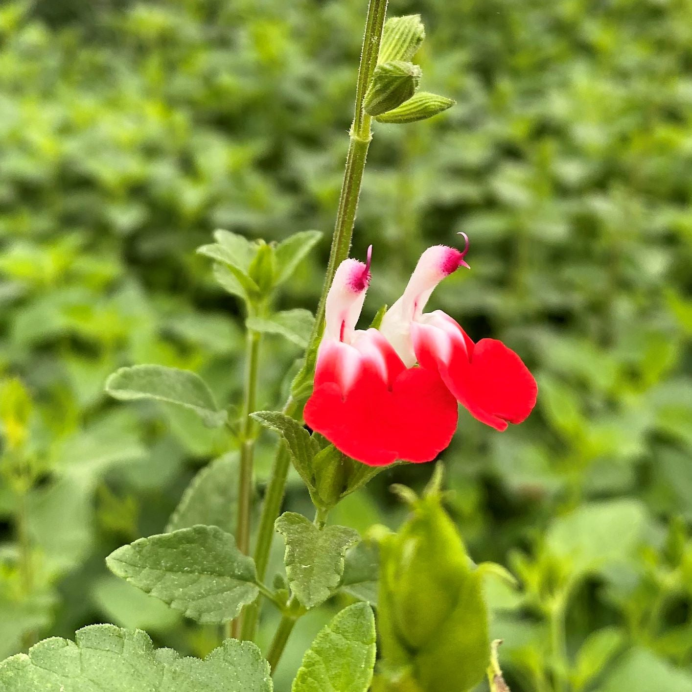 Salvia microphylla Hot Lips 1G