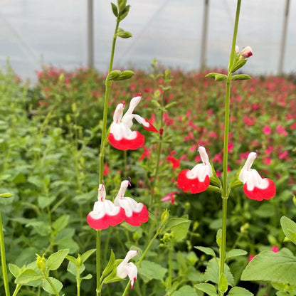 Salvia microphylla Hot Lips 1G