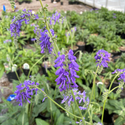 Salvia nutans 1G