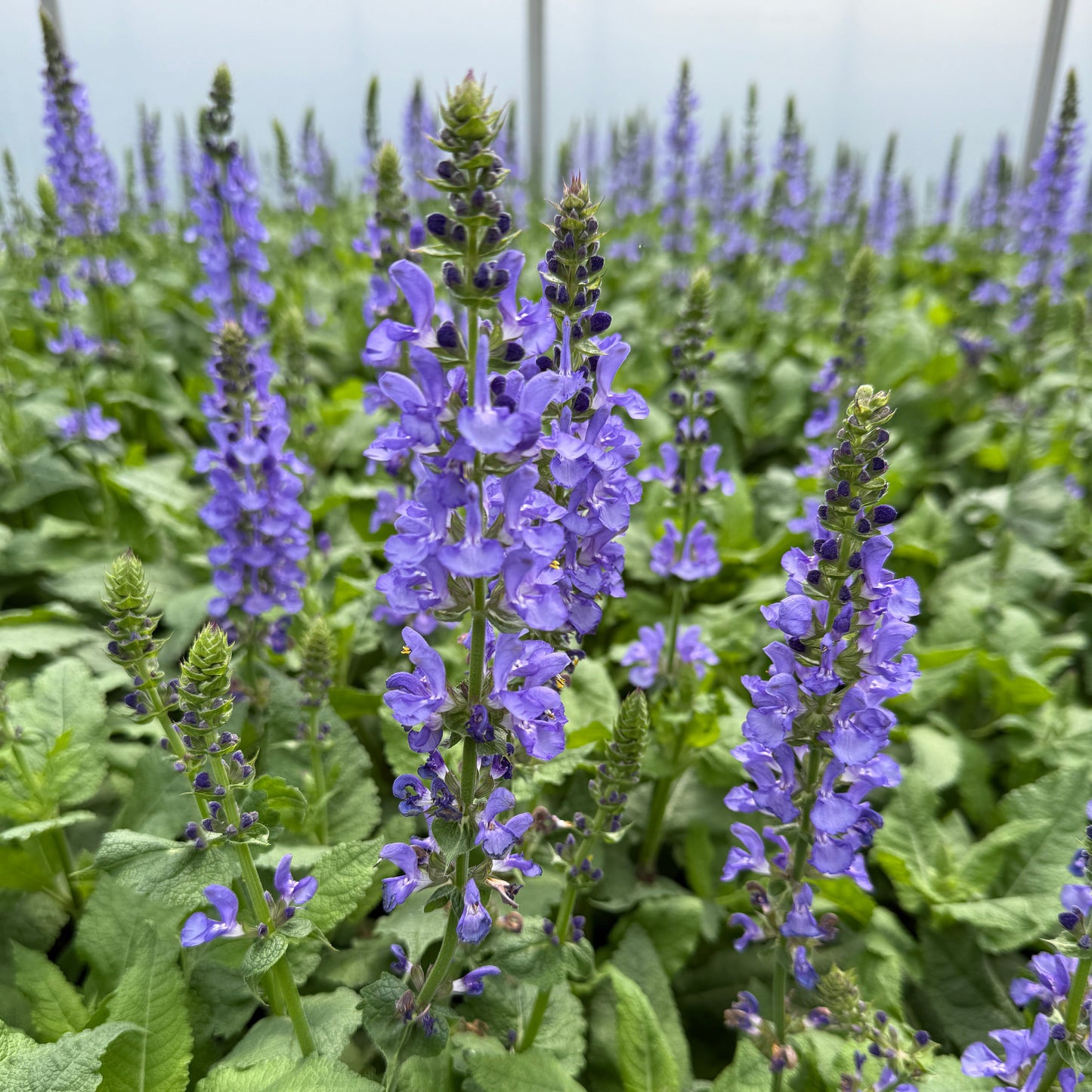 Salvia sp. Sky Blue Marvel 1G