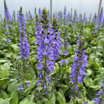 Salvia nemorosa Sky Blue Marvel 1G