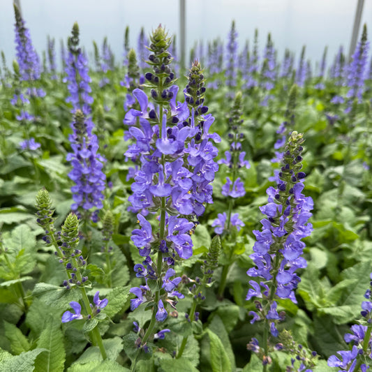 Salvia sp. Sky Blue Marvel 1G