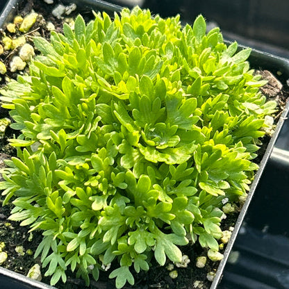 Saxifraga x Floral Carpet 3.25"