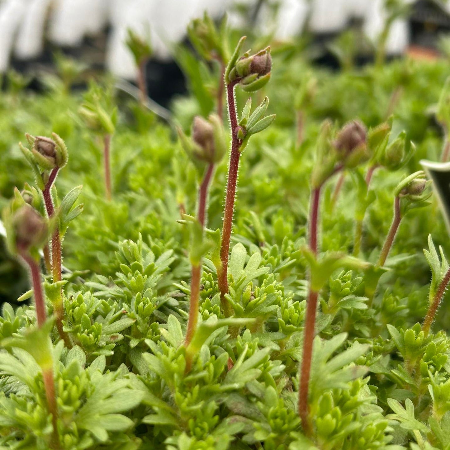 Saxifraga x Floral Carpet 3.25"