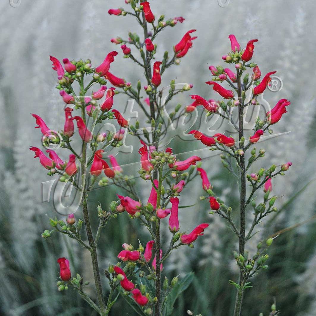 Scrophularia macrantha 3.25"