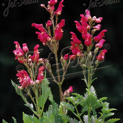 Scrophularia macrantha 3.25"