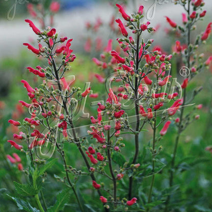 Scrophularia macrantha 1Q