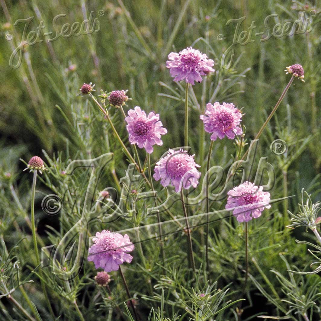 Scabiosa canescens 1G