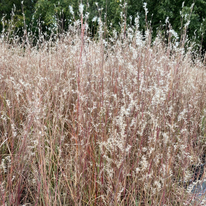 Schizachyrium scoparium Prairie Blues 1Q