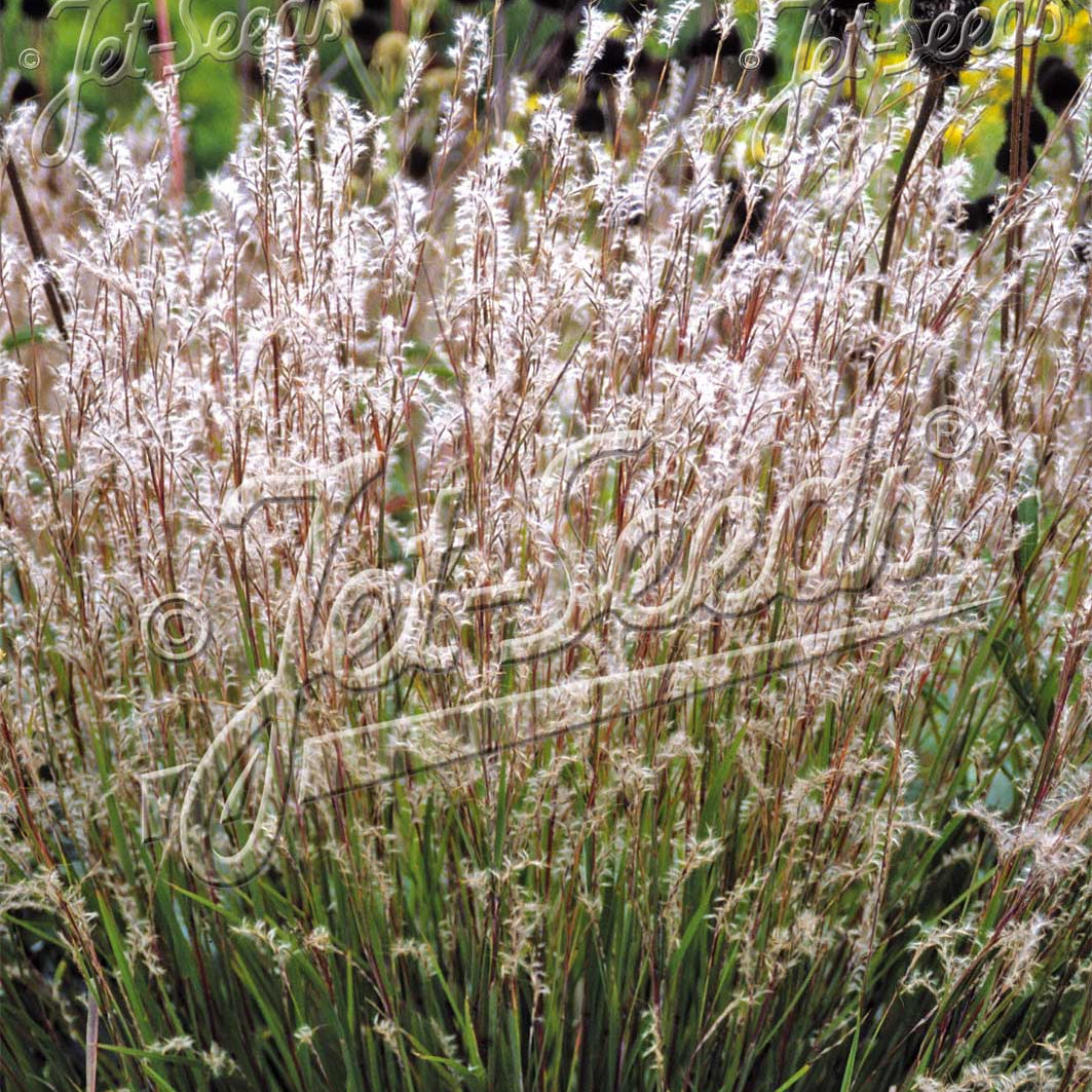 Schizachyrium scoparium Blaze 1G