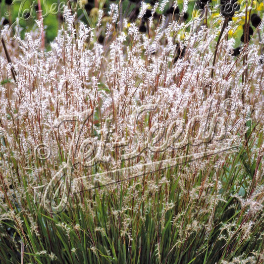Schizachyrium scoparium Blaze 1G