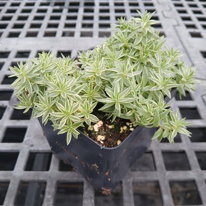 Sedum lineare Sea Urchin 1Q
