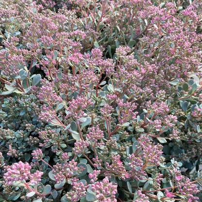 Sedum x Sunsparkler Blue Elf 1Q