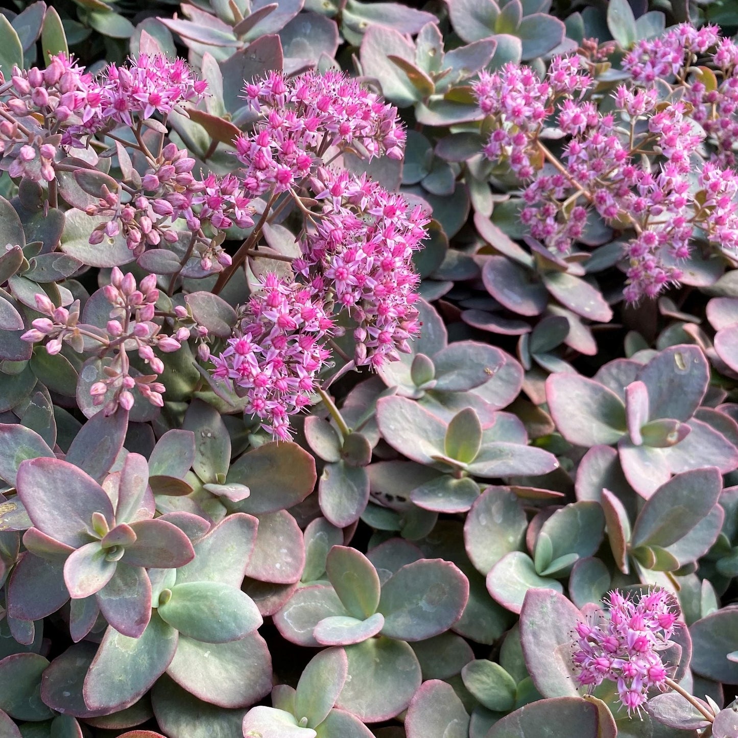 Sedum x Cherry Tart 1Q