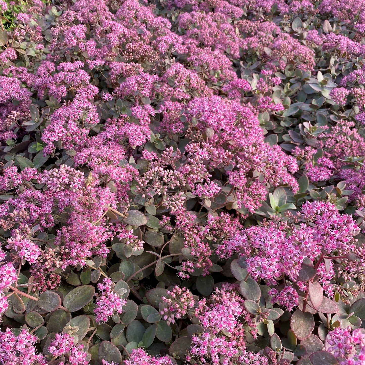 Sedum x Cherry Tart 1Q