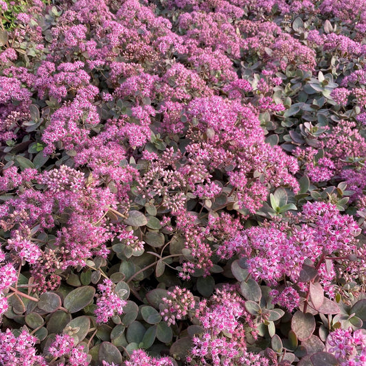 Sedum x Cherry Tart 1Q