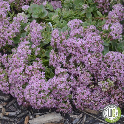 Sedum x Lime Zinger 1Q