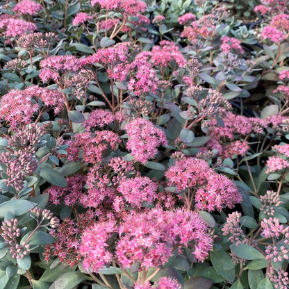 Sedum x SunSparkler® 'Plum Dazzled' 1G (Stonecrop)