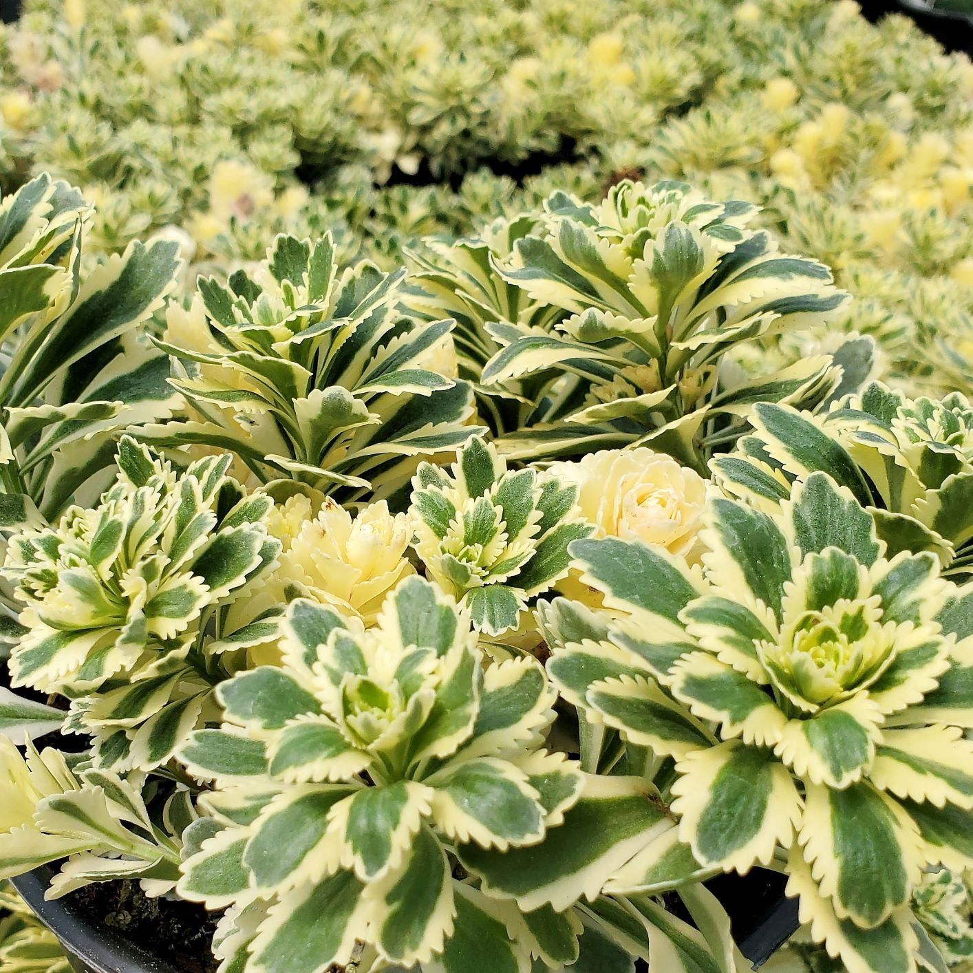 Sedum takesimense Atlantis 1Q