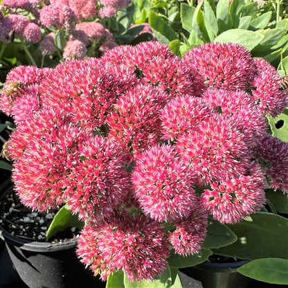 Sedum x Autumn Joy 1G