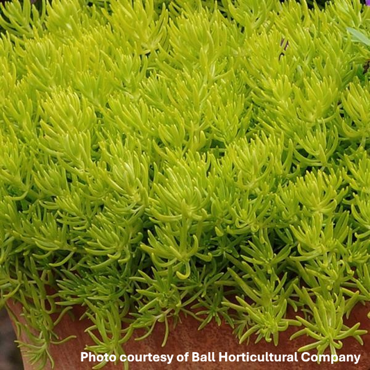 Sedum Lemon Ball 1Q
