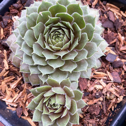 Sempervivum Premium Mix 3.25"
