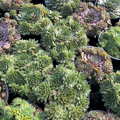 Sempervivum Premium Mix 3.25"