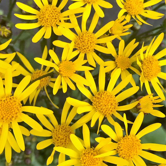 Senecio aureus 1G