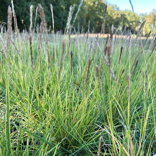 Sesleria autumnalis 1G