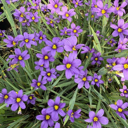 Sisyrinchium angustifolium Lucerne 1G