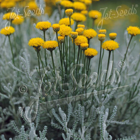 Santolina chamaecyparissus ssp. tomentosa 1Q