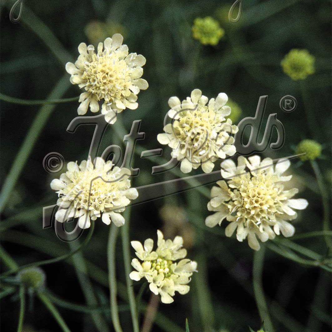 Scabiosa ochroleuca 1Q