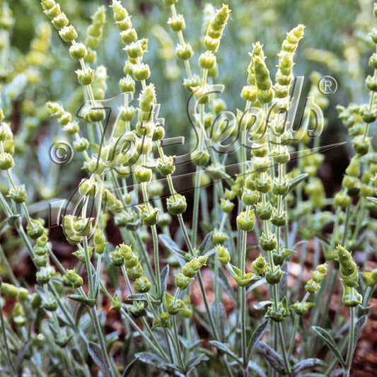 Sideritis syriaca Saradas Mountain Tea 1Q