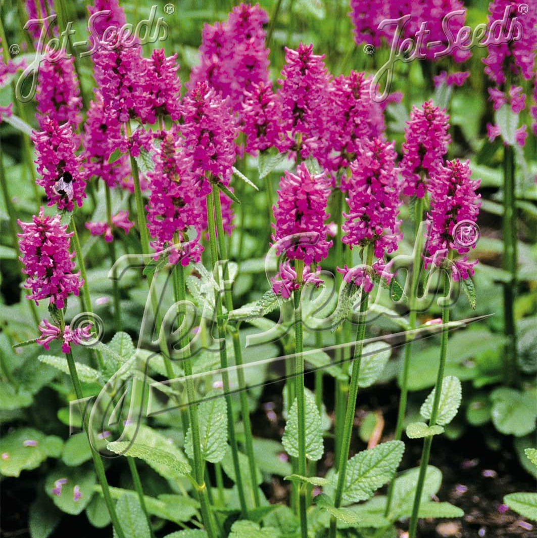 Stachys officinalis 1G