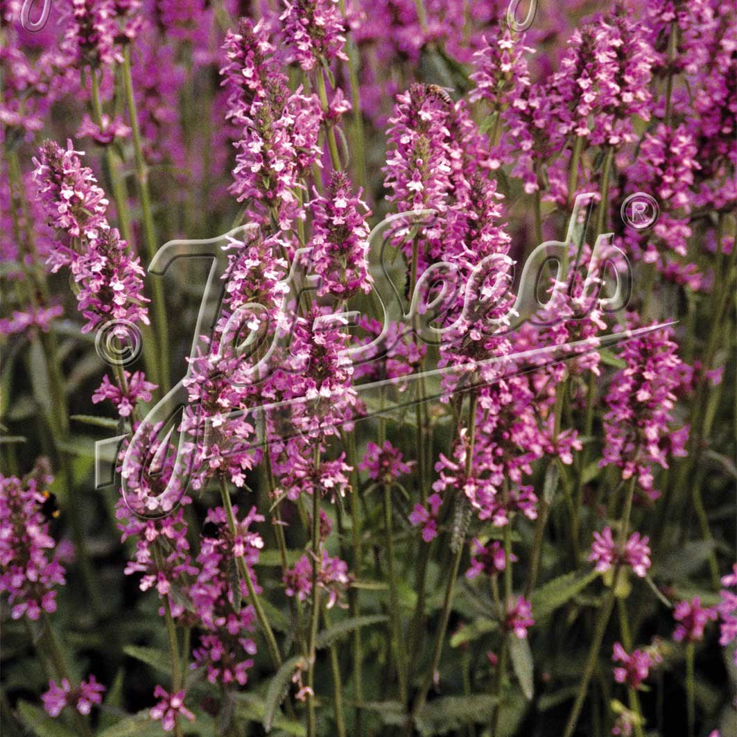 Stachys officinalis 1G