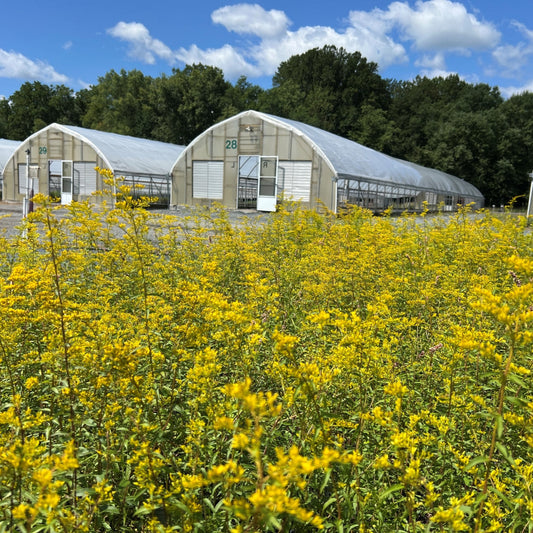 Solidago odora 1G