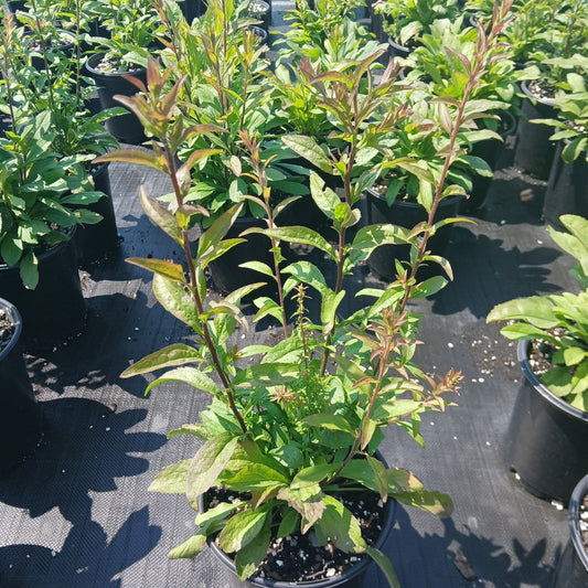 Solidago bicolor 1G