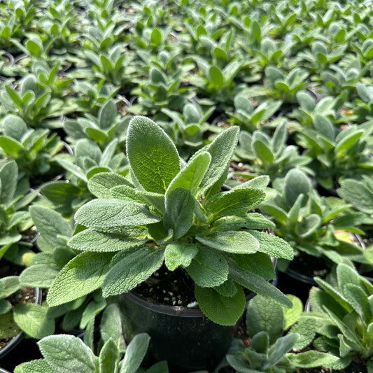 Stachys byzantina Helene von Stein 1G