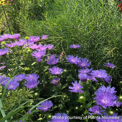 Stokesia laevis Mels Blue 1G
